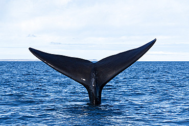 Southern Right Whale, (Eubalaena australis), tail in the protected waters of the Golfo Nuevo, Valdez Peninsula, UNESCO World Heritage site, Argentina.
