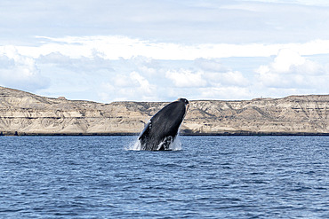 Southern Right Whale, (Eubalaena australis), breaching calf in the shallow protected waters of the Golfo Nuevo, Valdez Peninsula, UNESCO World Heritage site, Argentina.