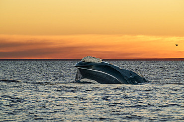 Southern Right Whale, (Eubalaena australis), filtering with the baleen plates at the surface in the shallow protected waters of the Golfo Nuevo, Valdez Peninsula, UNESCO World Heritage site, Argentina.