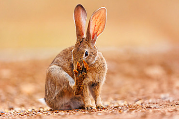 European rabbit (Oryctolagus cuniculus) or coney (Oryctolagus cuniculus), private property, Province of Castilla-La Mancha, Spain, Europe