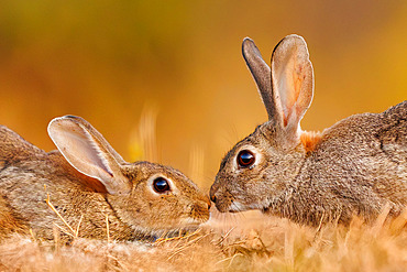 European rabbits (Oryctolagus cuniculus) or coney (Oryctolagus cuniculus), private property, Province of Castilla-La Mancha, Spain, Europe