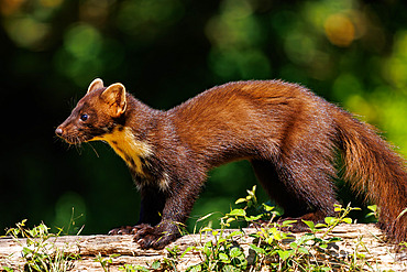 Pine marten (Martes martes), moving during the day, Riano, Province of Leon, Community of Castile and Leon, Spain