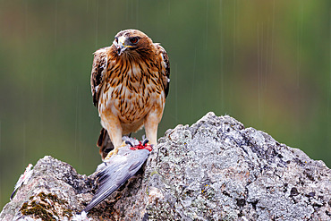 Booted Eagle (Hieraaetus pennatus), adult female (light morph), on rock with a pigeon, Province of Castile-La Mancha, Spain, Europe