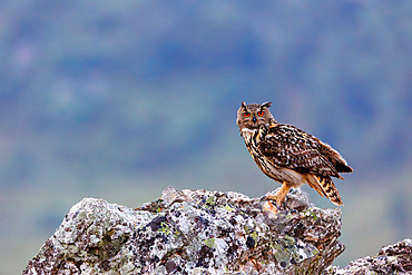 Great horned owl (Bubo bubo), Adult on rocks, Province de Castille- La Manche, Espagne, Europe