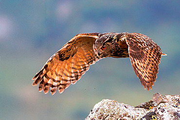Great horned owl (Bubo bubo), Adult flying, Province de Castille- La Manche, Espagne, Europe