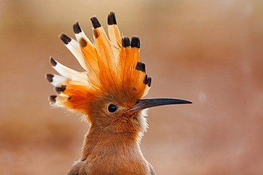 Hoopoe (Upupa epops), looking for food on the ground, private property, Province of Castile-La Mancha, Spain, Europe