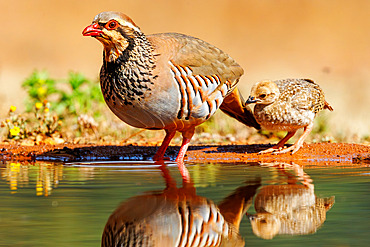 Red Partridge (Alectoris rufa), on the ground, Adult female with youngs drinking from a waterhole, Penalajo, Castilla - La Mancha, Spain, Europe