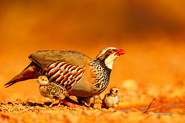 Red Partridge (Alectoris rufa), on the ground, Adult female with youngs drinking from a waterhole, Penalajo, Castilla - La Mancha, Spain, Europe