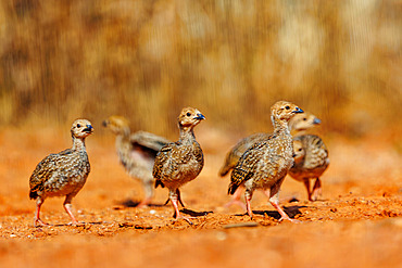 Red Partridge (Alectoris rufa), Youngs on the ground, Penalajo, Castilla - La Mancha, Spain, Europe