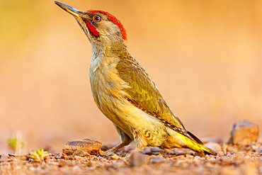 Iberian green woodpecker (Picus sharpei), on a rock, Sierra de Andújar Natural Park, Sierra de Andújar, Sierra Morena, Andalusia, Spain, Europe
