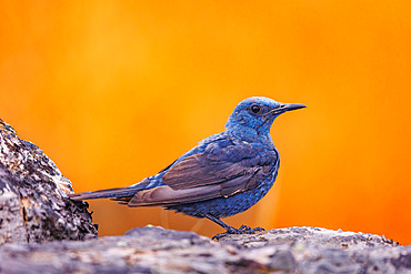 Blue rock thrush (Monticola solitarius), adult male on a rock, Province of Castilla-La Mancha, Spain, Europe
