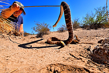 Oceane Da Cunha, researcher at the University of El Paso, capturing Eastern Black-tailed Rattlesnake (Crotalus ornatus), Texas.