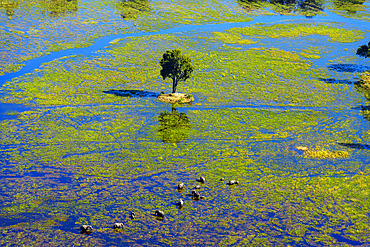Breathtaking aerial view of African bush elephants (loxodonta africana) feeding in the waters of the Okavango Delta near Maun, Botswana. Ideal for nature, travel, and wildlife photography projects.