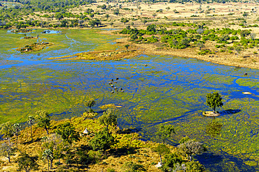 Breathtaking aerial view of African bush elephants (loxodonta africana) feeding in the waters of the Okavango Delta near Maun, Botswana. Ideal for nature, travel, and wildlife photography projects.
