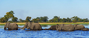African bush elephants cross a shimmering channel in Botswana?s Okavango Delta, displaying their aquatic skills and family bonds amid lush wilderness?a perfect moment of wild Africa adventure.