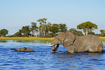 African bush elephants cross a shimmering channel in Botswana?s Okavango Delta, displaying their aquatic skills and family bonds amid lush wilderness?a perfect moment of wild Africa adventure.