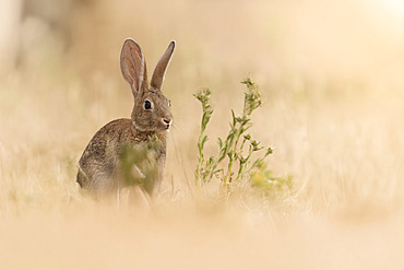 Wild rabbit (Oryctolagus cuniculus), Spain