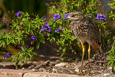 Spotted thick-knee, spotted dikkop or Cape thick-knee (Burhinus capensis). Hermanus, Whale Coast, Overberg, Western Cape, South Africa.