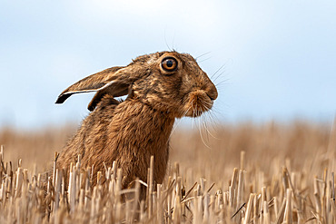 Brown hare (Lepus europaeus) amongst stubble, England