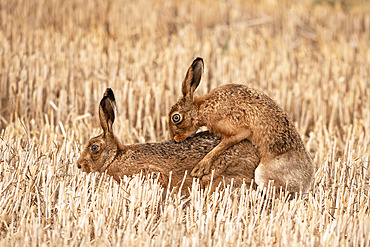 Brown hare (Lepus europaeus) mating amongst stubble, England