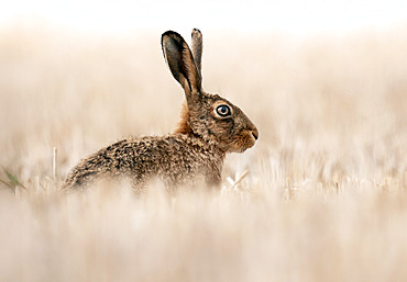 Brown hare (Lepus europaeus) amongst stubble, England