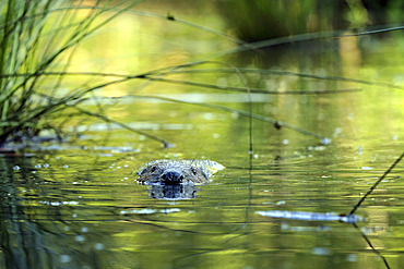 European beaver (Castor fiber) swimming, Ardennes, Belgium