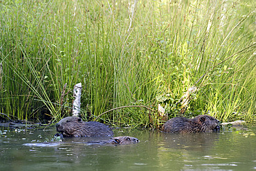 European beaver (Castor fiber) group in water, Ardennes, Belgium