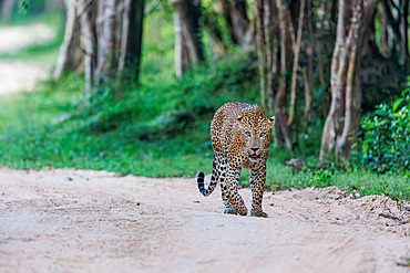 Sri Lankan leopard (Panthera pardus kotiya), on a track, Kumana National Park, Sri Lanka, South Asia