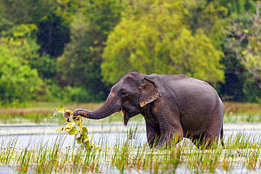 Asian or Asiatic elephant (Elephas maximus), in the marsh, Kumana National Park, Sri Lanka, Asia