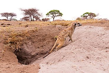 Meerkat or suricate (Suricata suricatta), adult digging the burrow, Nxai pan national park, Bostwana, Southern Africa, Africa