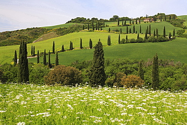 Tuscany meadow flower meadow and fields in hilly landscape with cypress trees Way to house stone cottage in the background spring