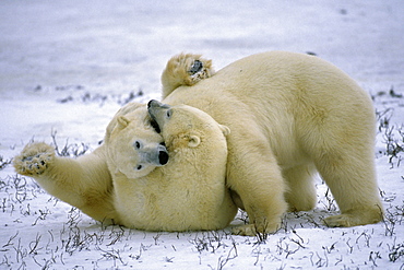 polar bear 02 play fighting behavior in snow