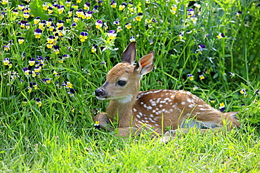 white-tailed deer white-tailed deer Minnesota USA North America America