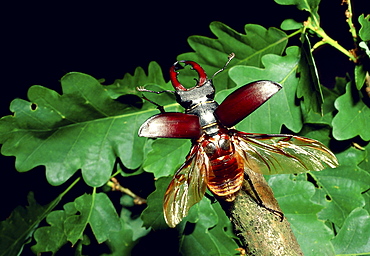 European stag beetle