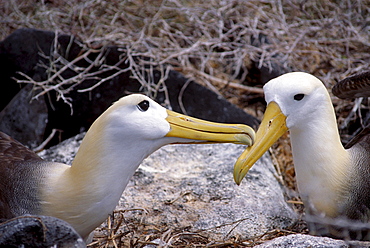 waved albatross sitting incubating in nest Galapagos Islands Ecuador South America