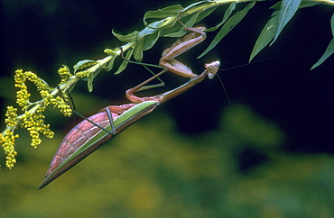 European mantis Mantis on Goldenrod