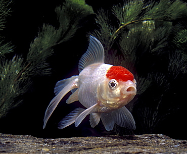 goldfish Goldfish Carassius auratus