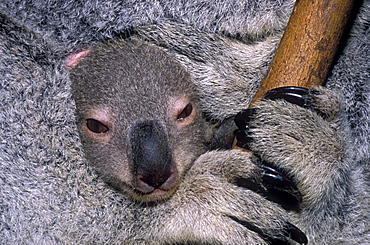 koala closeup of baby in mother's pouch Australia