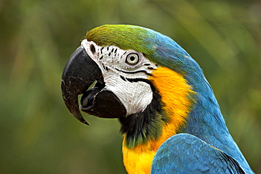 blue-and-yellow macaw portrait macaw