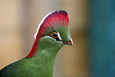 crested turaco portrait turaco