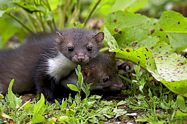 beech marten two martens