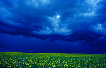 Alberta landscape thunderstorm over canola field prairie cloud formation North America America