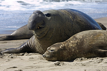 Southern elephant seal Southern Elephant seal male and female adult on beach coast