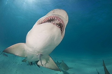 lemon shark shark swimming under water over sandy ground underside of head visible mouth open showing teeth horizontal format underwater shot lemon sharks Bahamas Central America America Atlantic Ocean Bahamas Central America America Atlantic Ocean