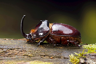 European rhinoceros beetle male rhinoceros beetle on bark Animals Nature