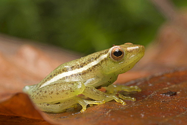 African sharp-nosed reedfrog reed frog sitting on leaf litter Animals Nature