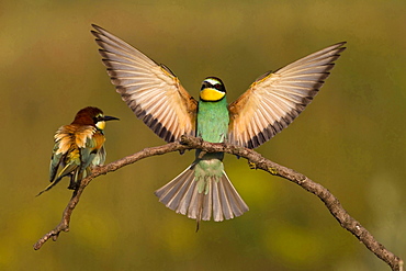 European bee-eater landing on outlook