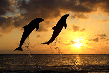 bottle-nosed dolphin bottle-nosed dolphin 02 jumping out of water portrait side view sunset