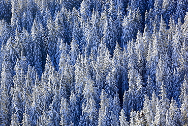 fir snowy fir forest in sunrise nature winter mood