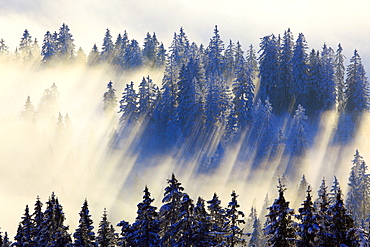 fir snowy fir forest in mist sunrise nature winter mood